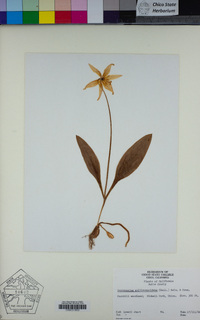 Erythronium multiscapideum image