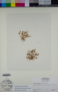Claytonia exigua image