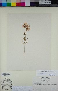 Clarkia mildrediae image