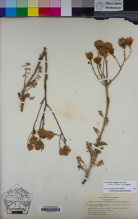 Chaenactis douglasii image