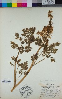 Corydalis caseana subsp. caseana image