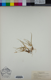 Carex aurea image