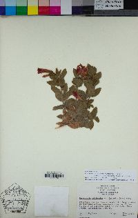 Epilobium canum subsp. latifolium image