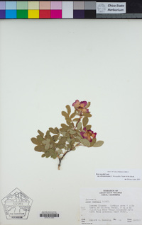 Rosa woodsii image