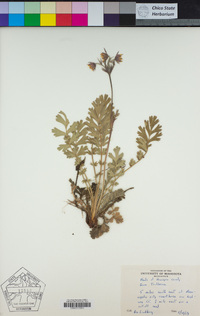 Geum triflorum image