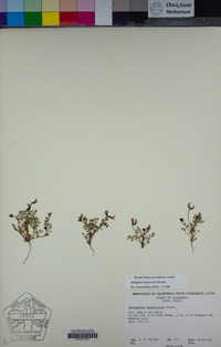 Astragalus pauperculus image