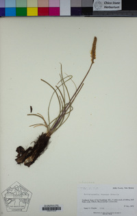 Image of Schoenocaulon texanum