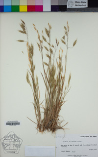 Bromus japonicus image