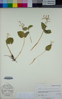 Listera convallarioides image