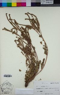 Phacelia coerulea image