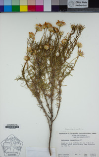 Ericameria linearifolia image