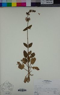 Stachys bullata image