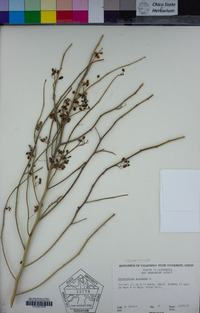 Parkinsonia aculeata image