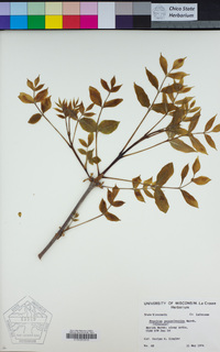 Fraxinus pennsylvanica image