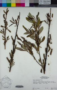 Salix lasiolepis image