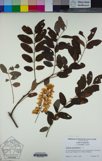 Robinia pseudoacacia image