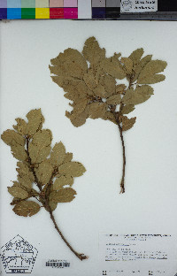 Quercus agrifolia image