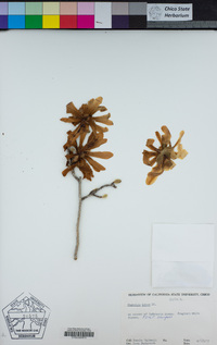 Image of Magnolia kobus