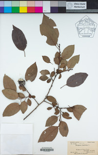 Diospyros virginiana image