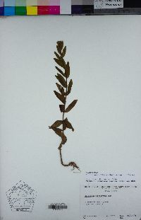 Epilobium ciliatum subsp. ciliatum image