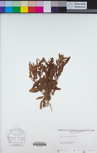 Rumex californicus image