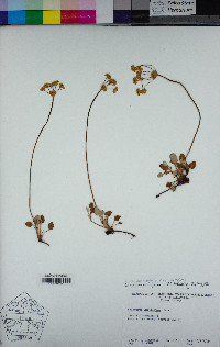 Eriogonum marifolium var. marifolium image