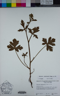 Sanicula crassicaulis image