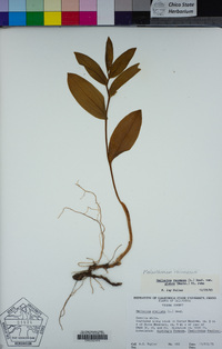 Maianthemum racemosum image