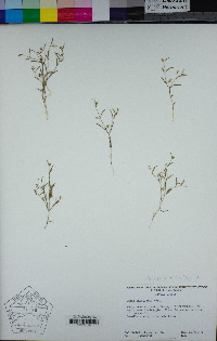 Navarretia capillaris image