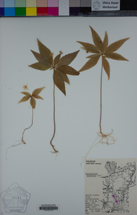 Lysimachia borealis image