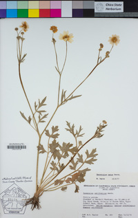 Ranunculus canus image