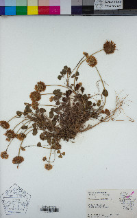 Trifolium repens image