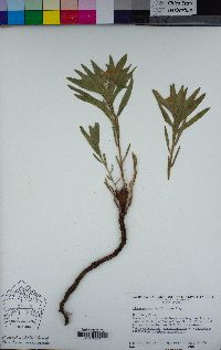 Lithospermum californicum image