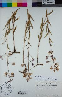 Chamerion angustifolium subsp. angustifolium image