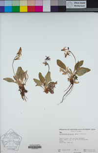 Image of Primula frigida