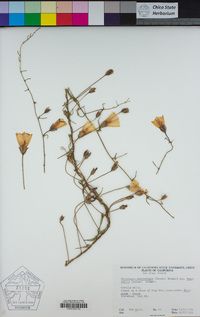 Calystegia macrostegia image