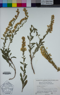 Solidago velutina image