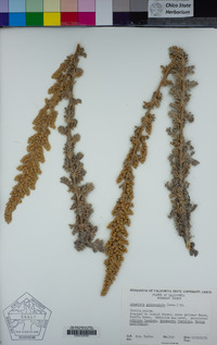 Artemisia pycnocephala image