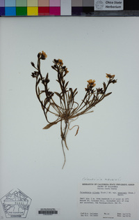 Calandrinia menziesii image