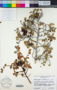 Rhamnus ilicifolia image