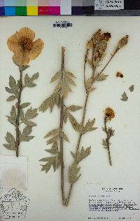 Romneya coulteri image