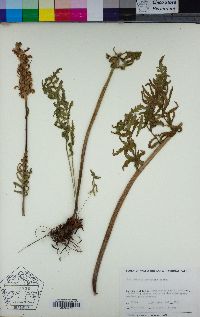 Pedicularis bracteosa image