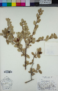 Quercus turbinella image