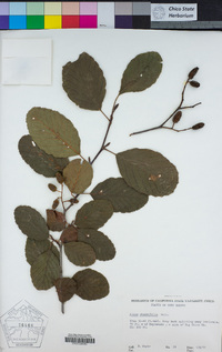 Alnus rhombifolia image