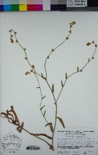 Plagiobothrys fulvus var. campestris image