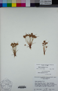 Juncus capitatus image