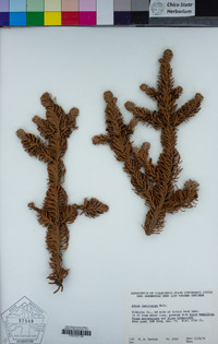 Abies lasiocarpa image