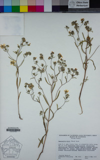 Lagophylla minor image