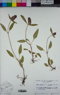 Prunella vulgaris image