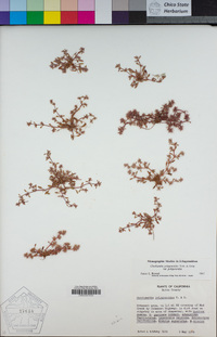 Chorizanthe polygonoides var. polygonoides image